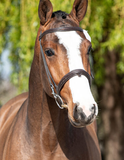 Coolkid stallion