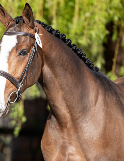 Coolkid stallion