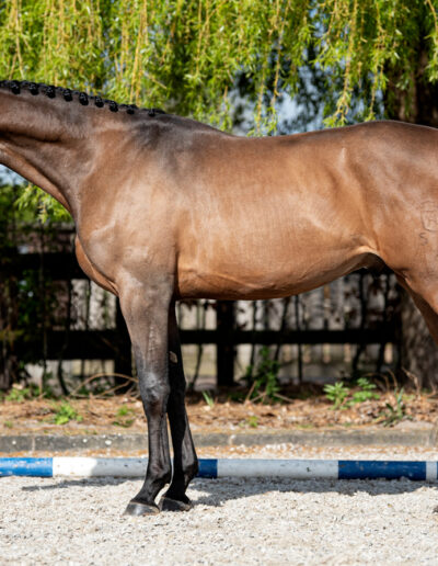 Coolkid stallion