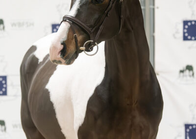 French stallion