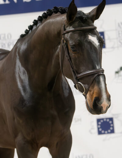 OKAPI FASWEDE stallion