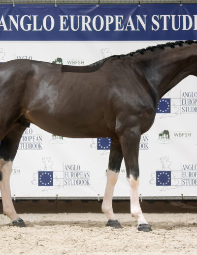 OKAPI FASWEDE stallion