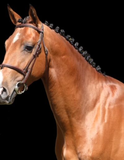 Gigant Stallion