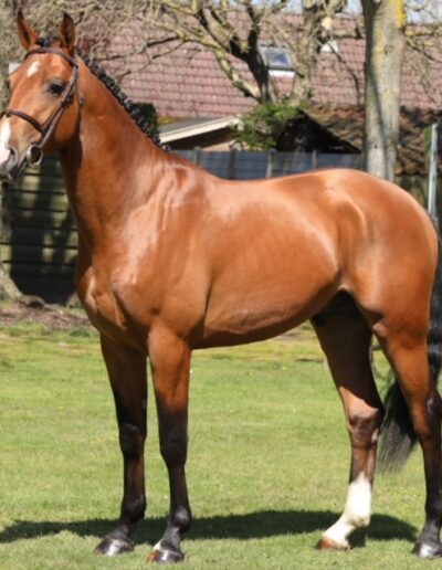Gigant Stallion
