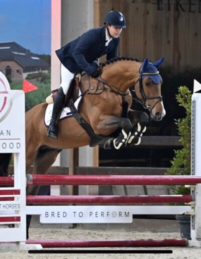 Gigant Stallion